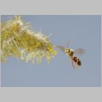 Nomada lathburiana - Wespenbiene 02 - Sandgrube Niedringhaussee.jpg